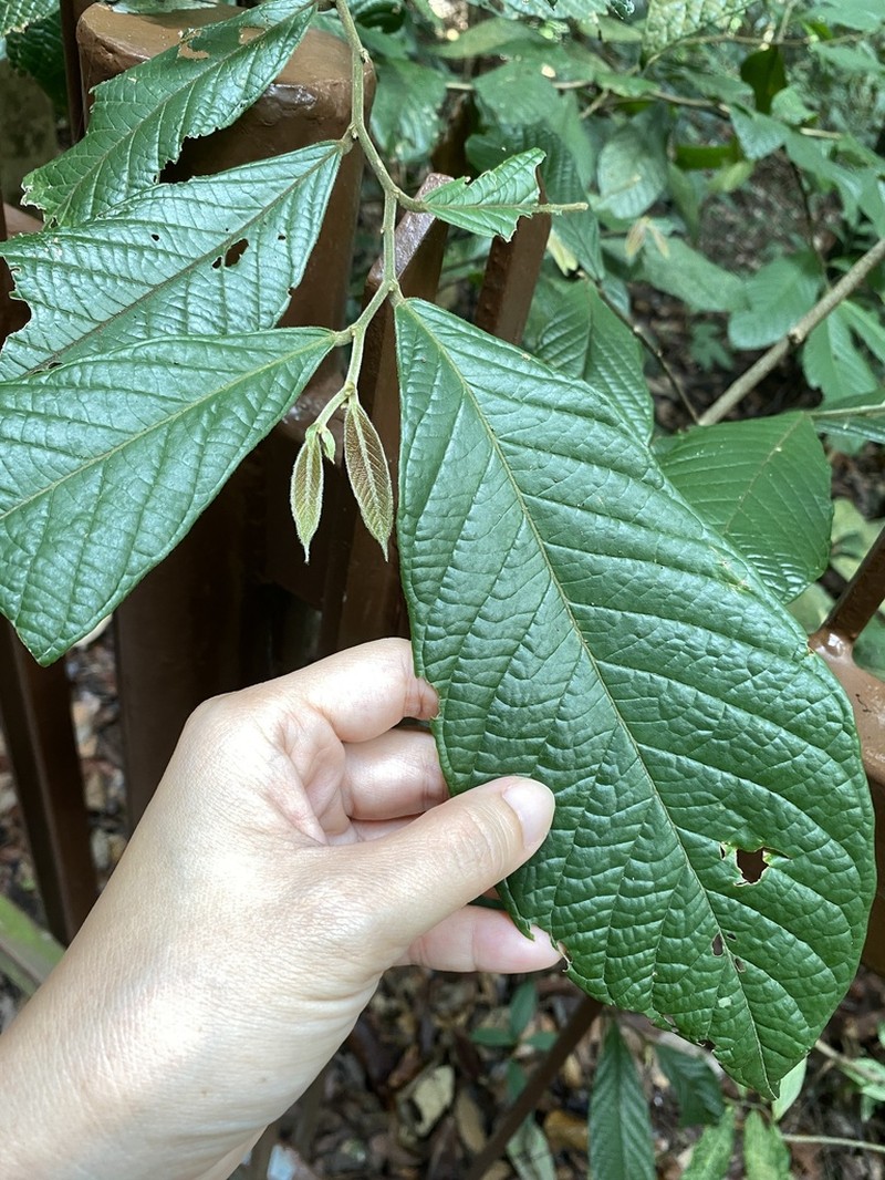 Antidesma velutinosum photo 8