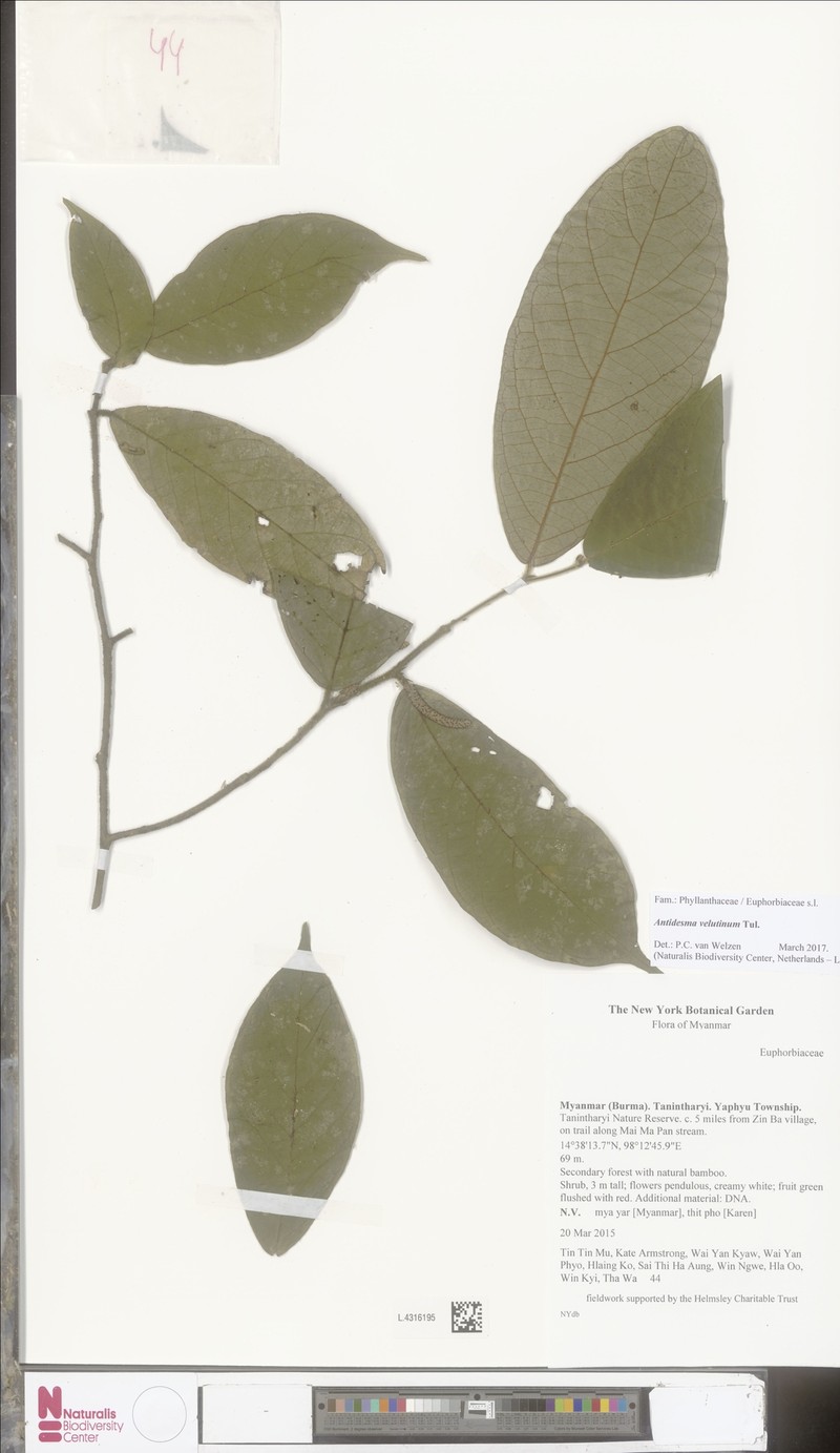 Antidesma velutinum photo 3