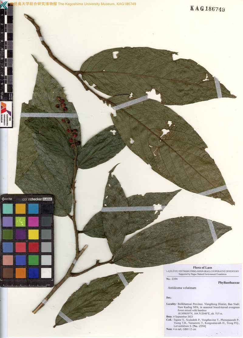 Antidesma velutinum