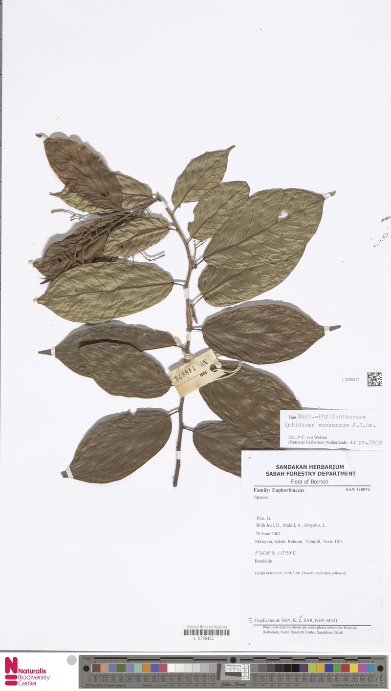 Antidesma venenosum