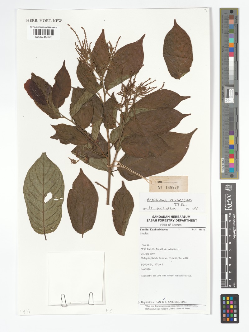 Antidesma venenosum photo 2