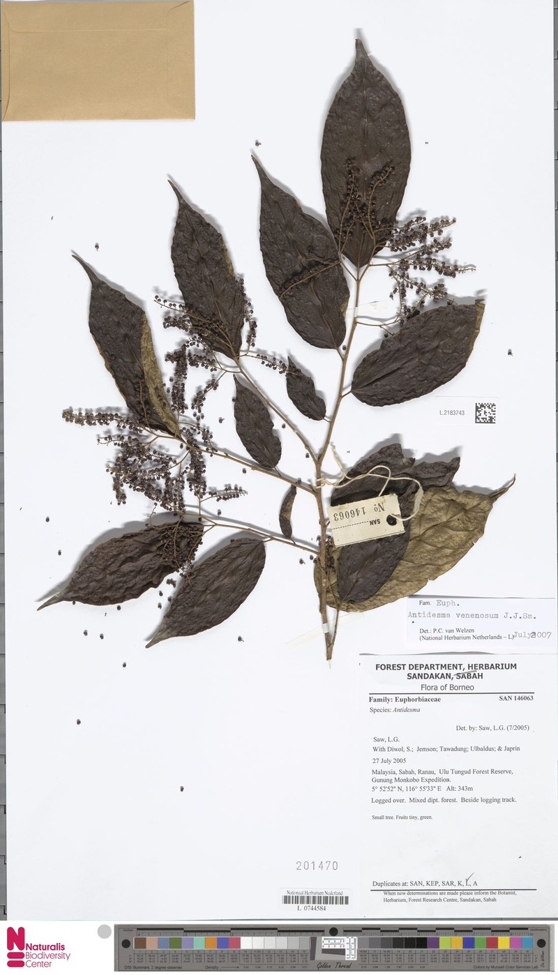 Antidesma venenosum photo 3