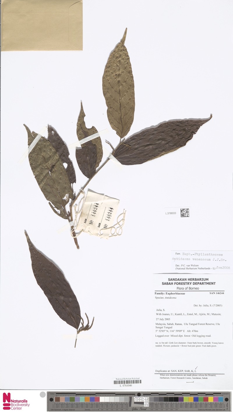 Antidesma venenosum photo 4