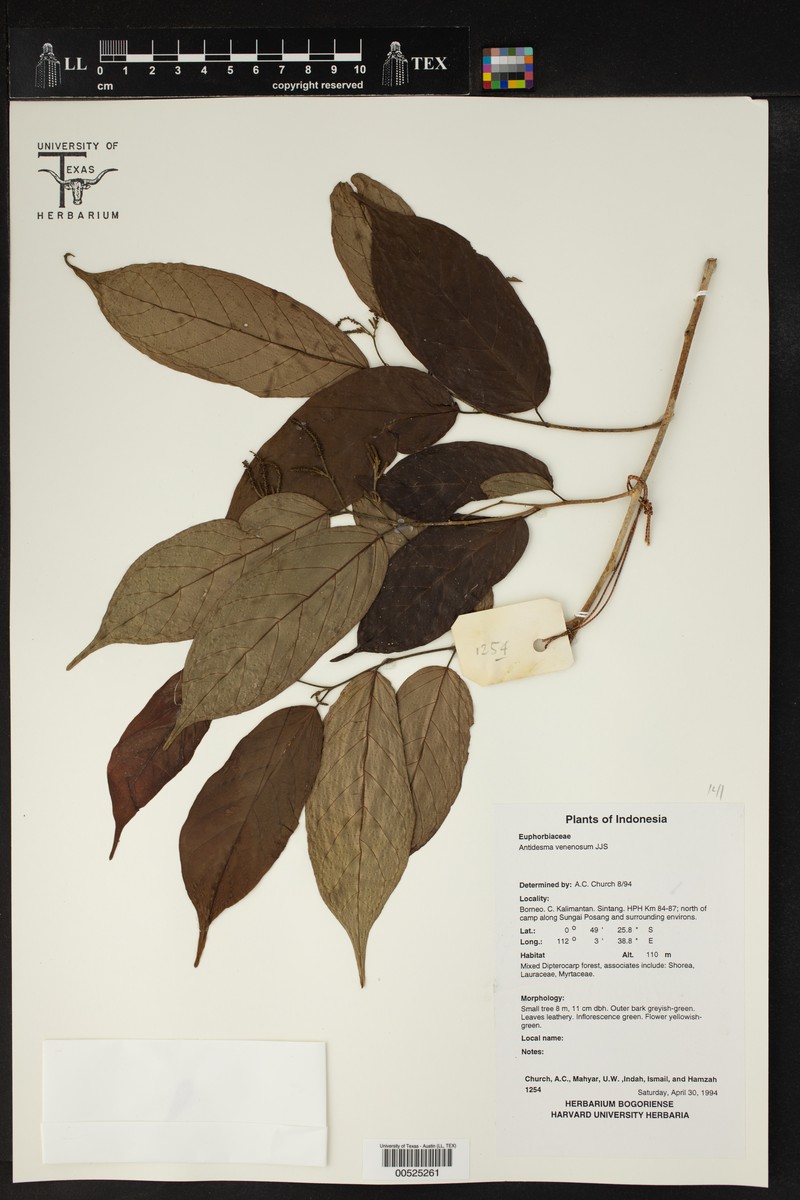 Antidesma venenosum