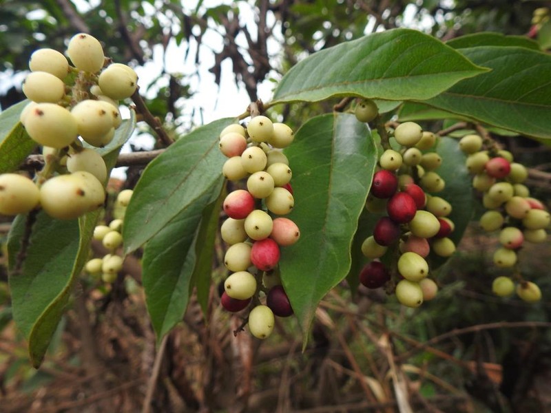 Antidesma vogelianum photo 4