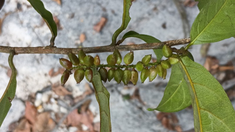 Antidesma vogelianum photo 5