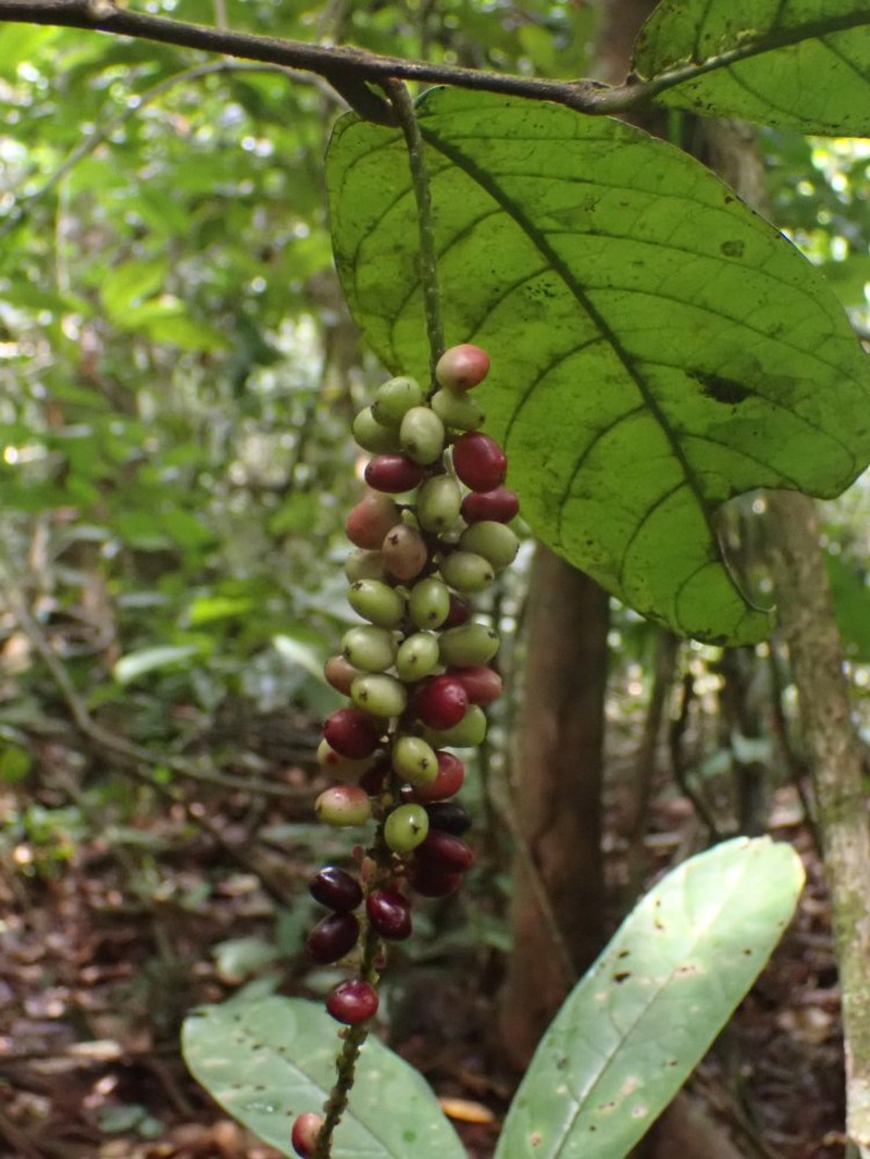 Antidesma vogelianum photo 6