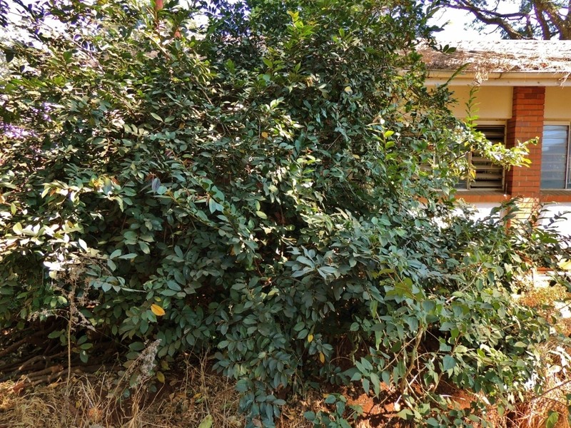 Antidesma vogelianum