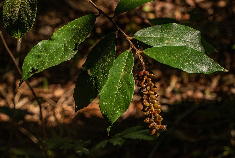 Antidesma vogelianum photo 2