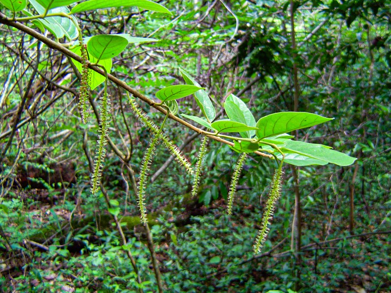 Antidesma vogelianum photo 3
