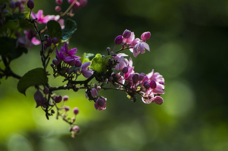Antigonon cinerascens