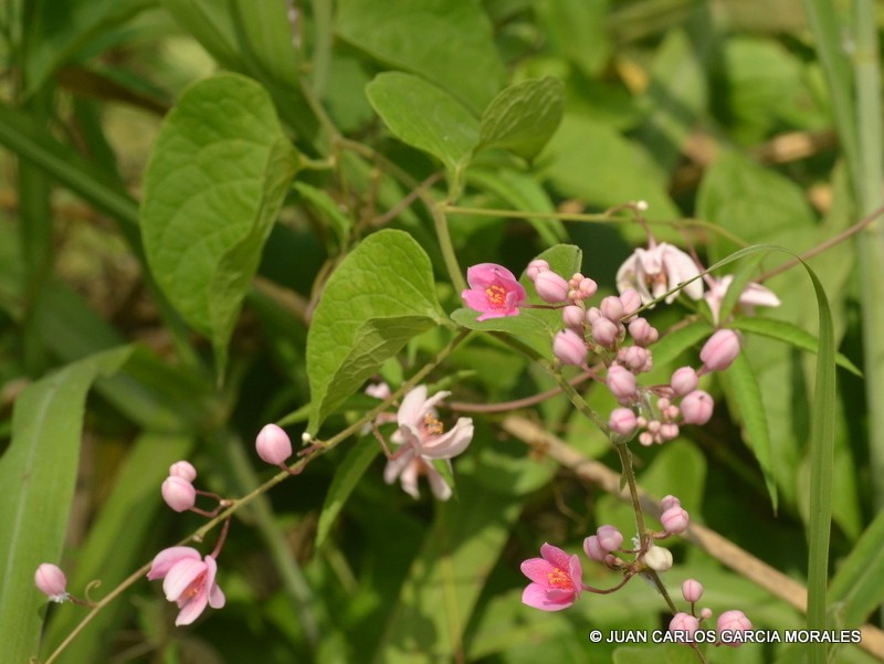 Antigonon cinerascens photo 2
