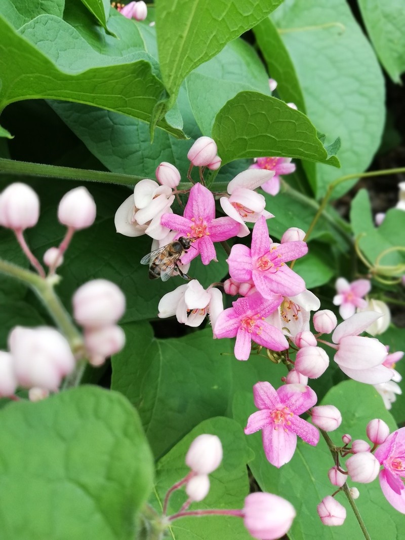 Antigonon cinerascens photo 3