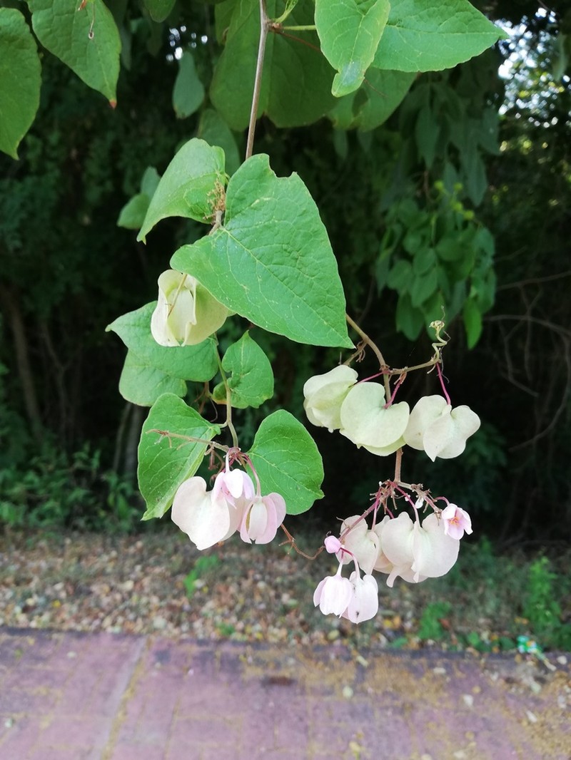 Antigonon cinerascens photo 4
