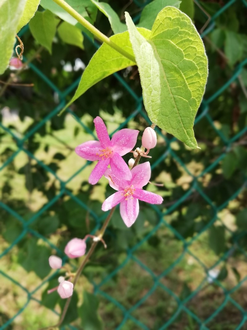 Antigonon cinerascens photo 5