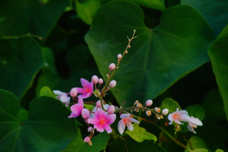 Antigonon cinerascens photo 6