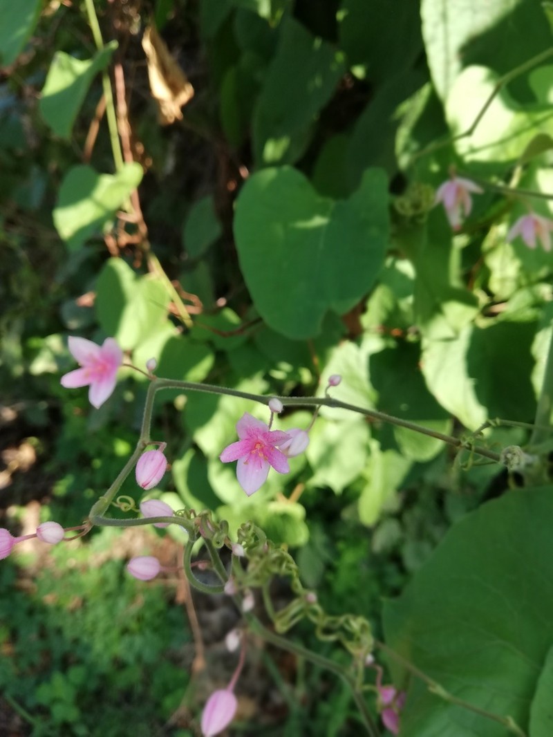 Antigonon cinerascens photo 7