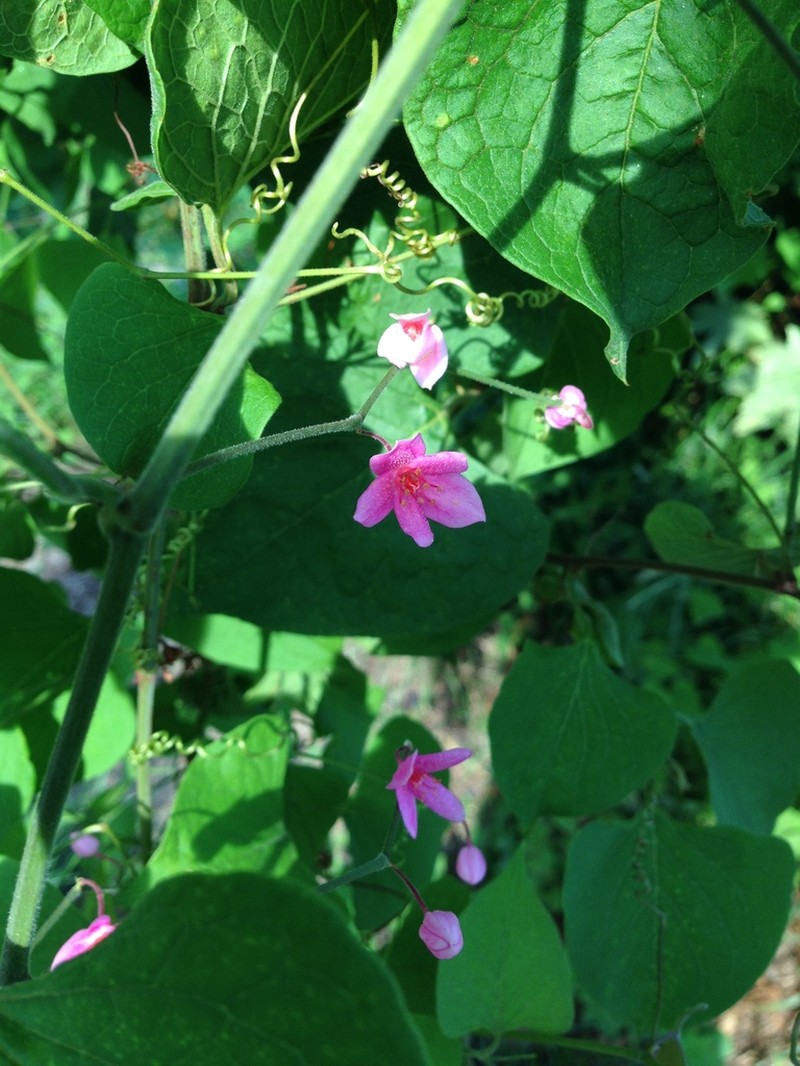 Antigonon cinerascens photo 8