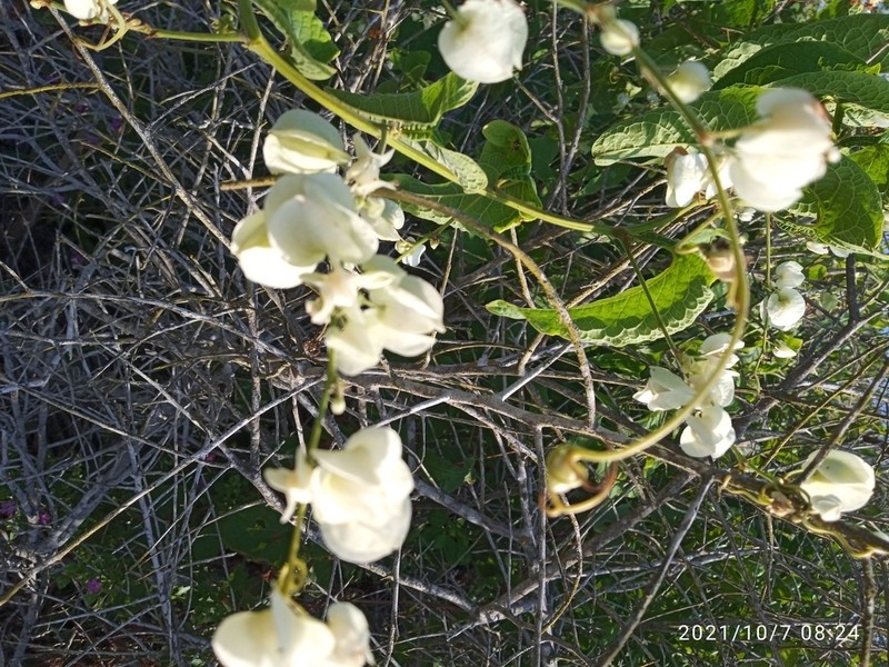 Antigonon flavescens