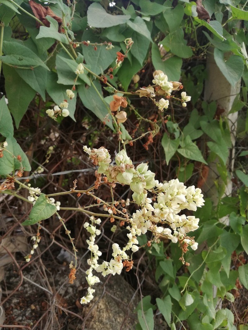 Antigonon flavescens photo 2