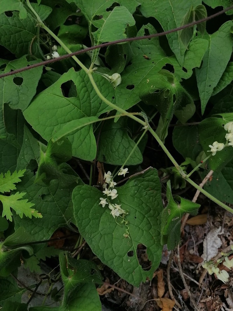Antigonon flavescens photo 3