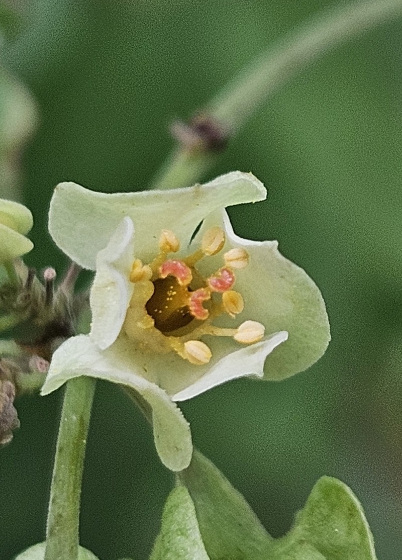 Antigonon flavescens photo 4