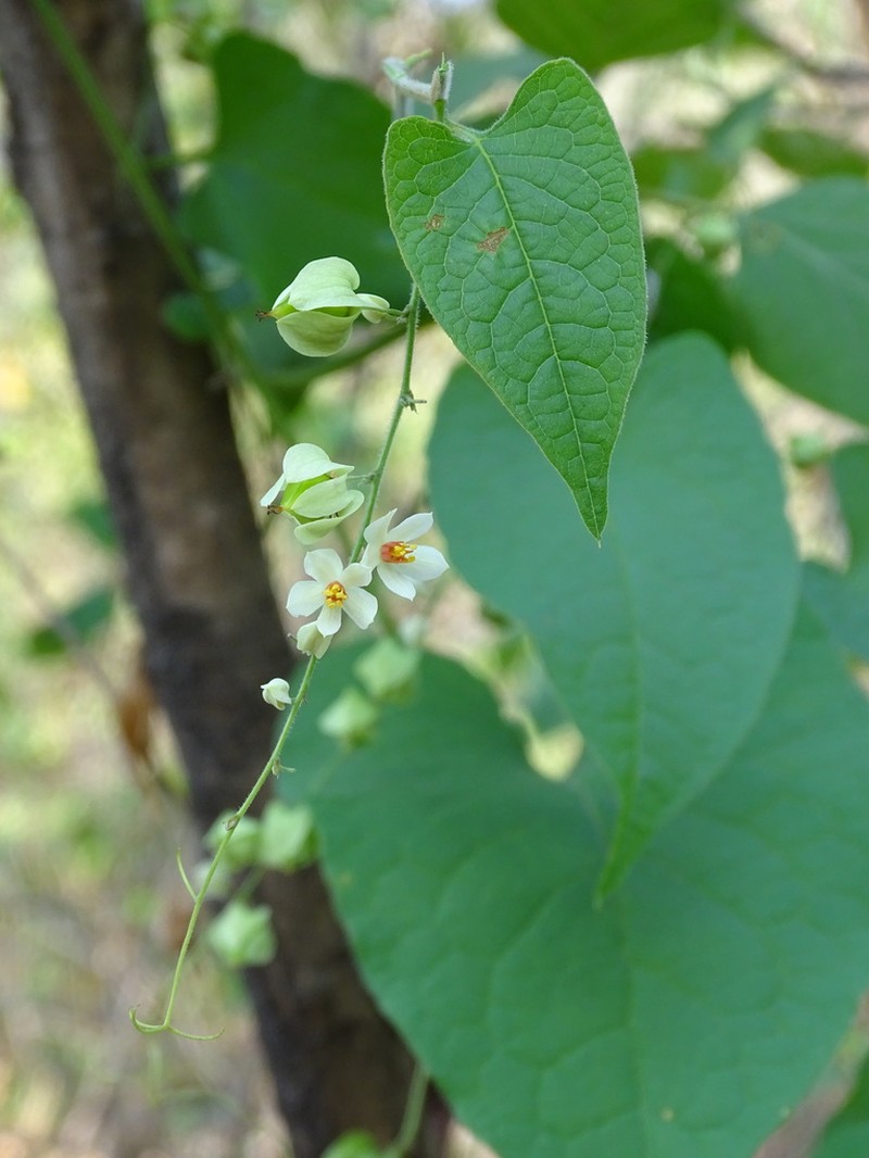 Antigonon flavescens photo 5