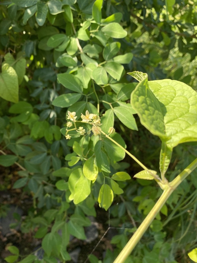 Antigonon flavescens photo 6