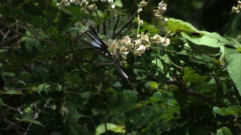 Antigonon flavescens photo 7