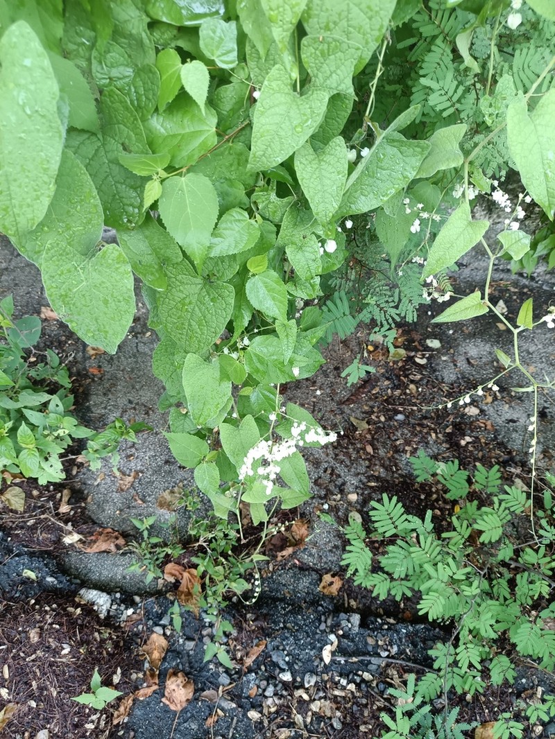 Antigonon flavescens photo 8
