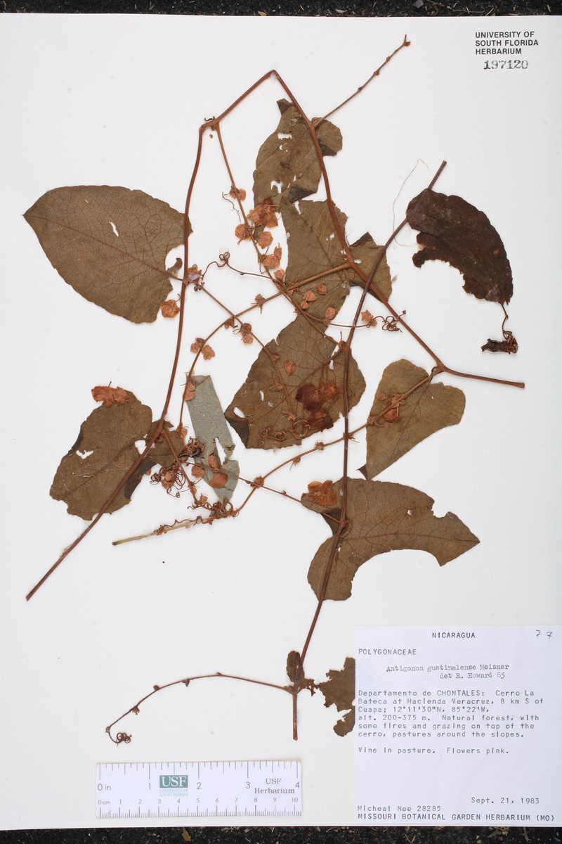 Antigonon guatimalense photo 2