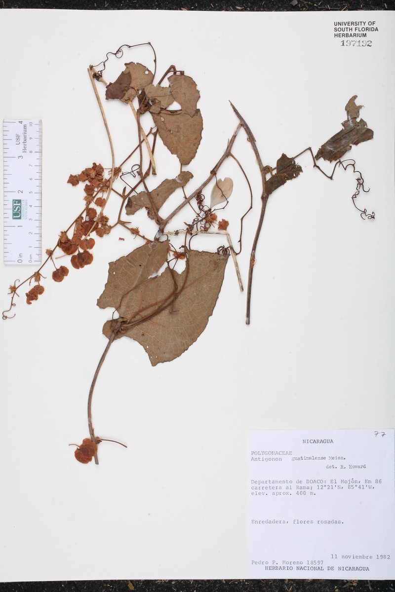 Antigonon guatimalense photo 3