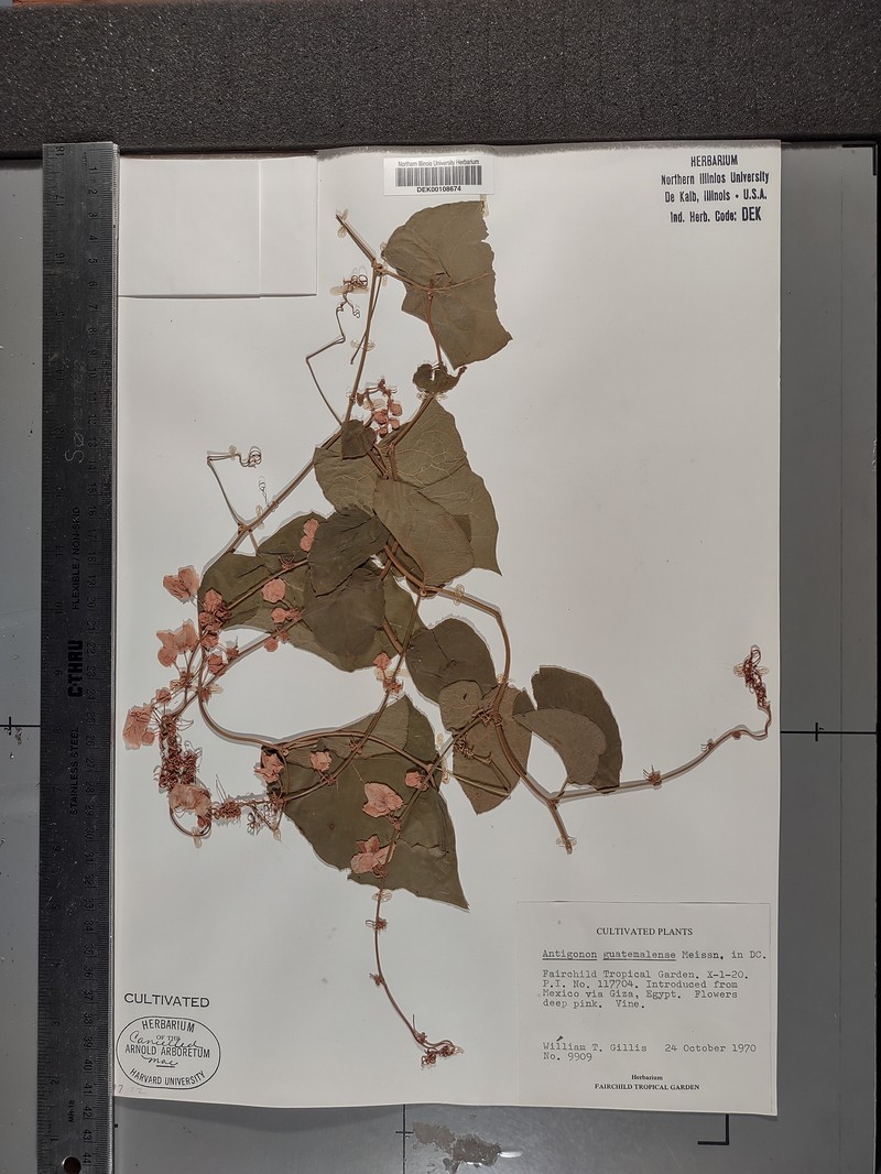 Antigonon guatimalense photo 4