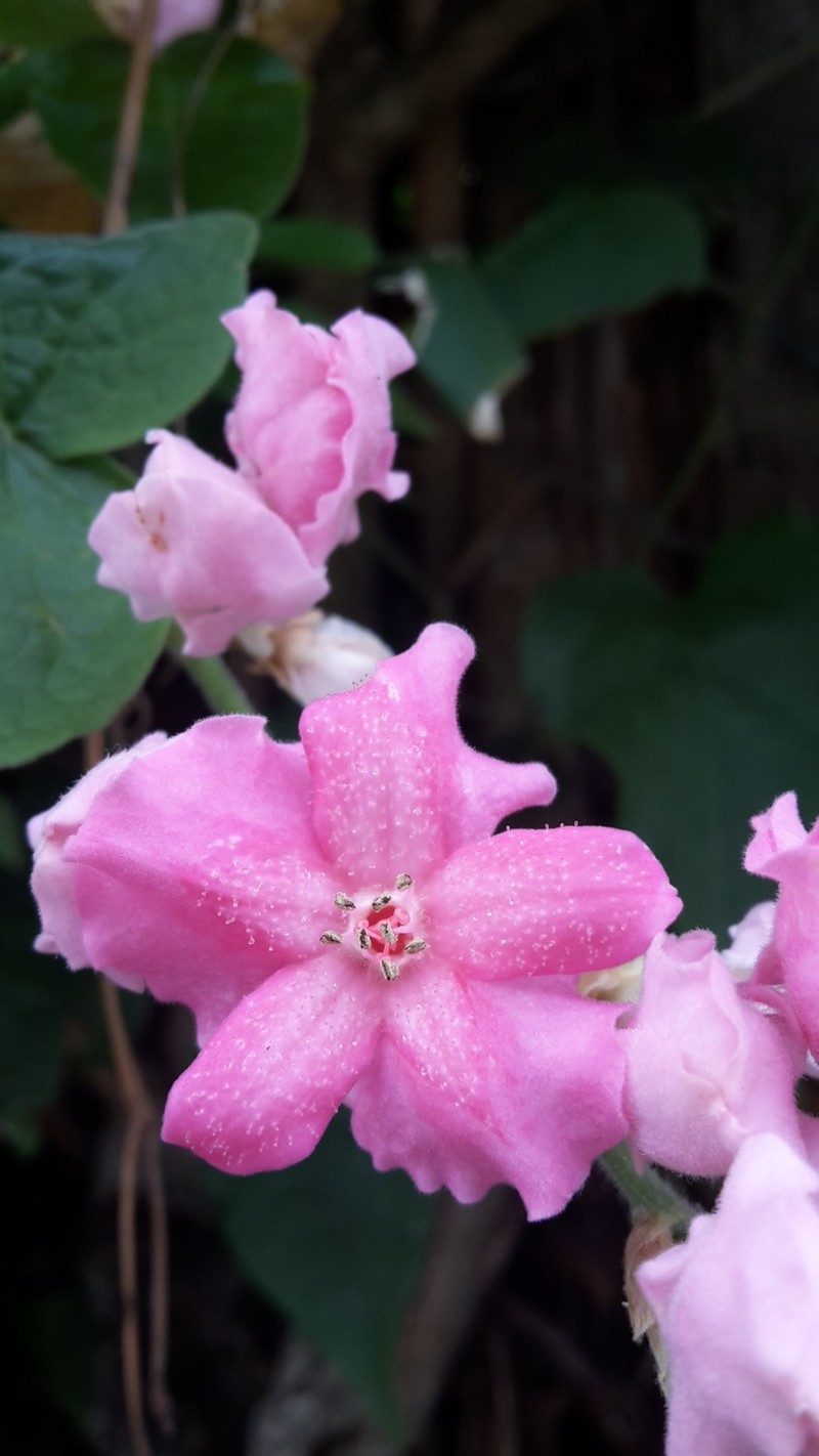 Antigonon guatimalense photo 6