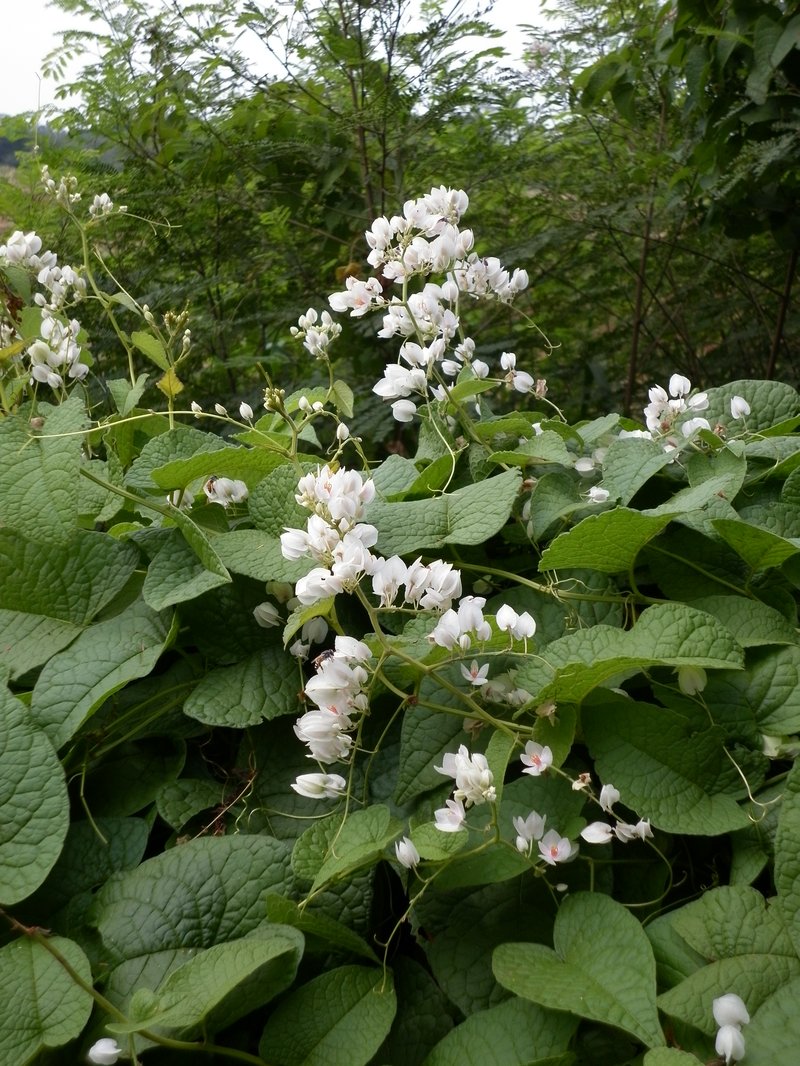 Coral Vine photo 2