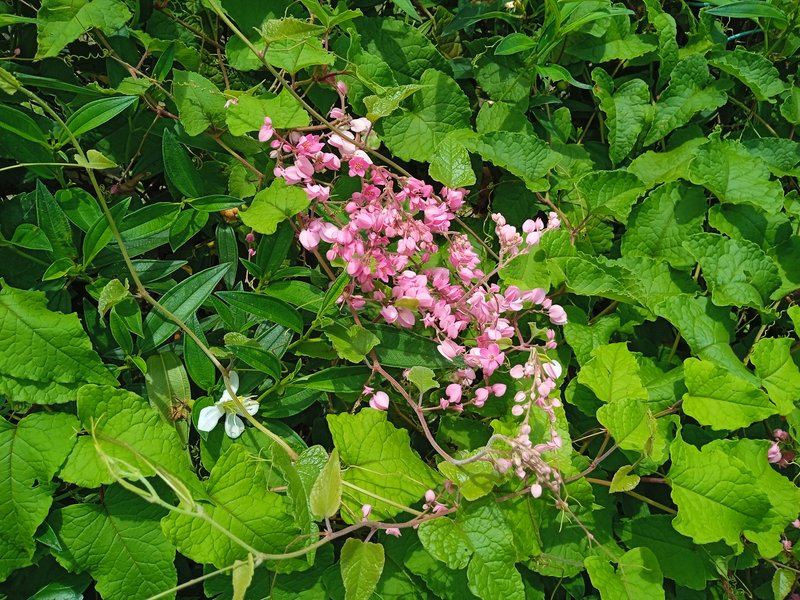 Coral Vine
