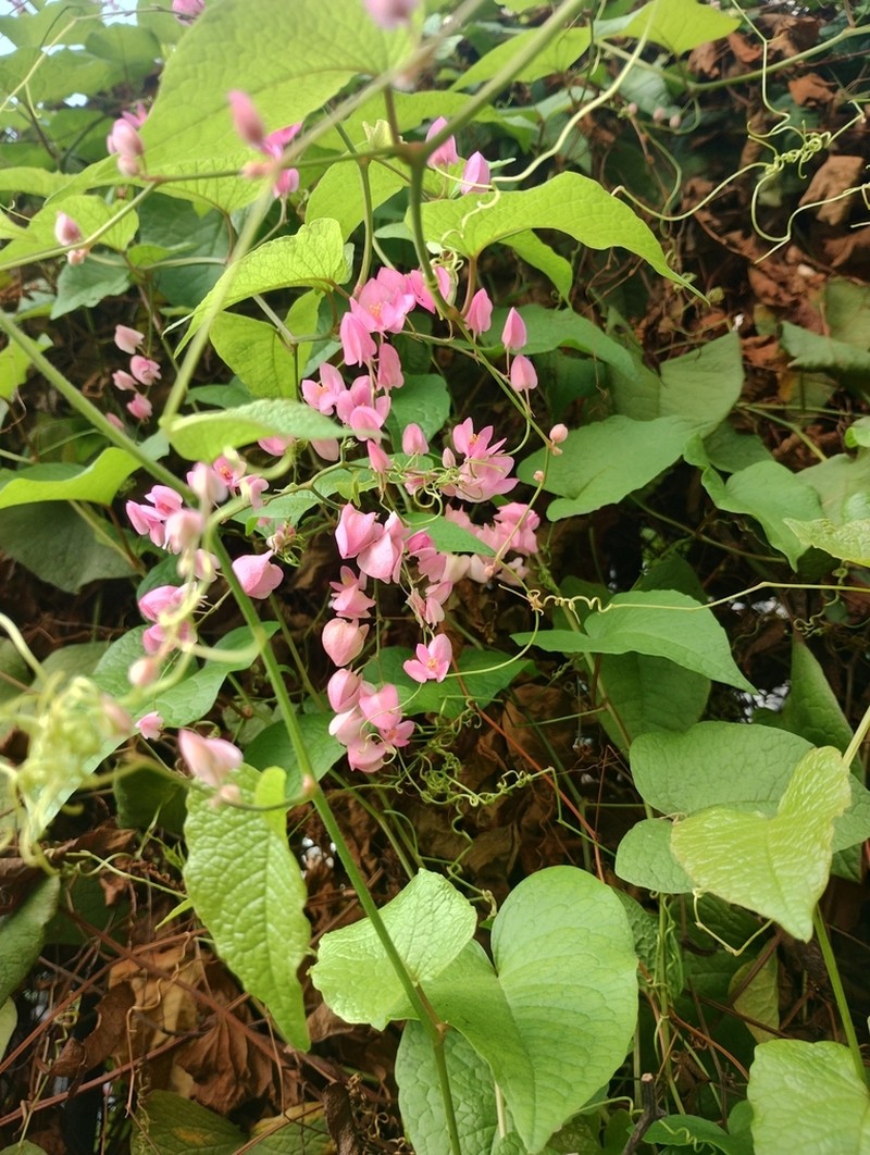 Coral Vine photo 3