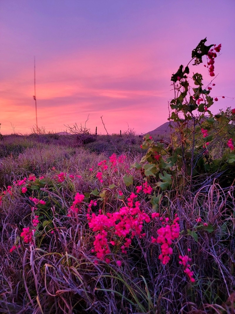 Coral Vine photo 4