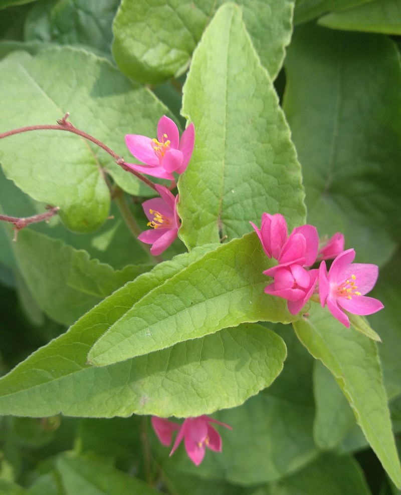 Coral Vine photo 5
