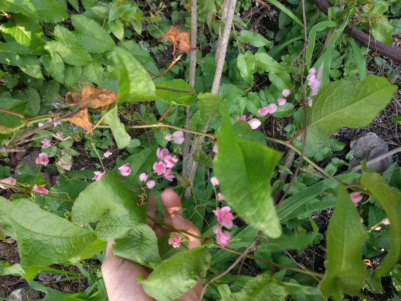 Coral Vine photo 6