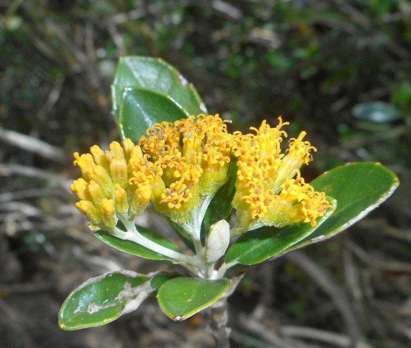 Antillanthus moaensis photo 2