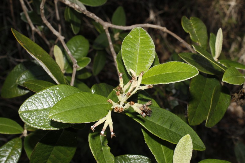 Antillanthus shaferi