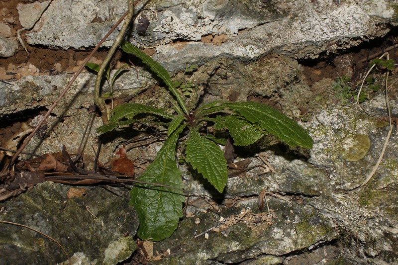 Antillia brachychaeta