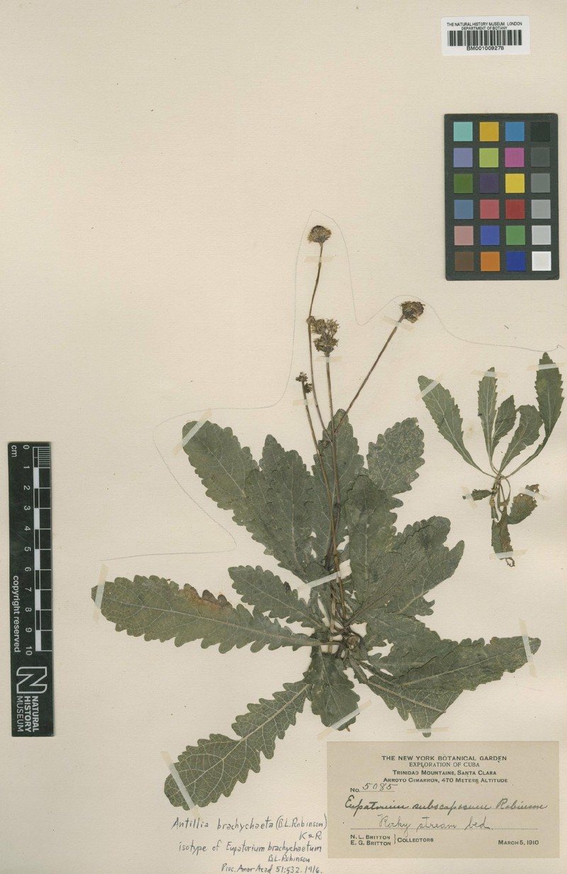 Antillia brachychaeta photo 3
