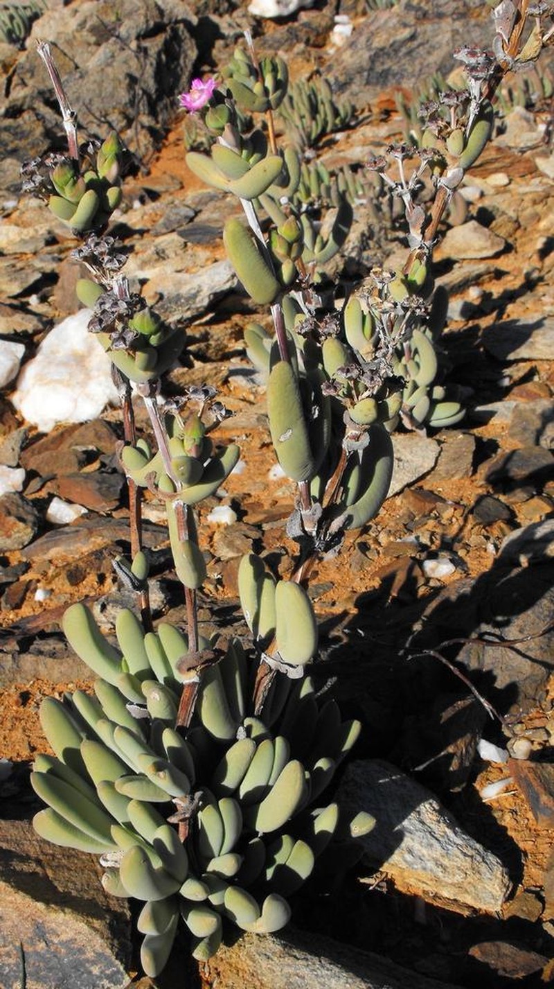 Antimima alborubra