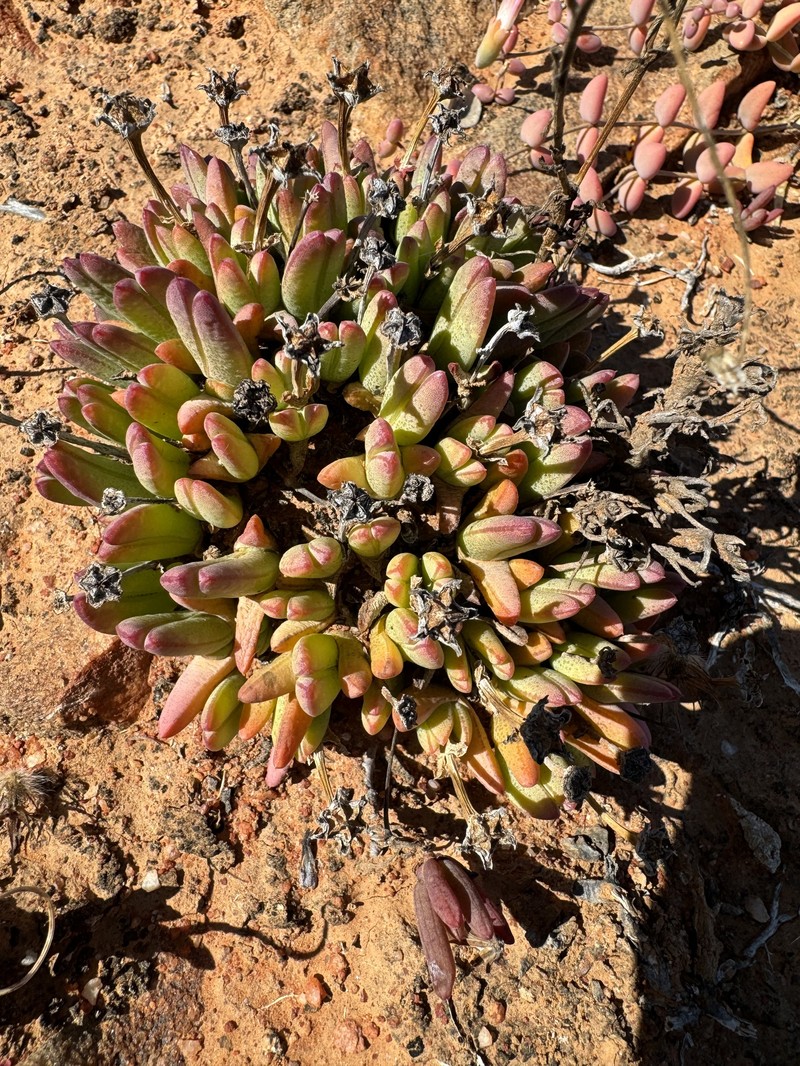 Antimima amoena photo 2