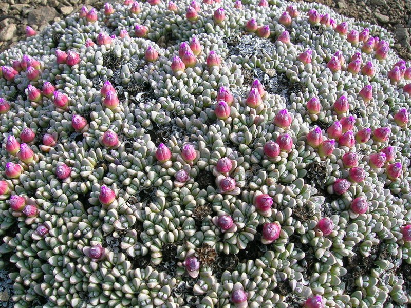Antimima androsacea