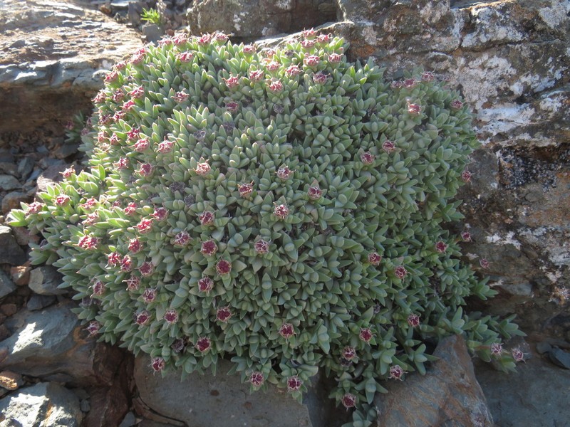 Antimima androsacea photo 2