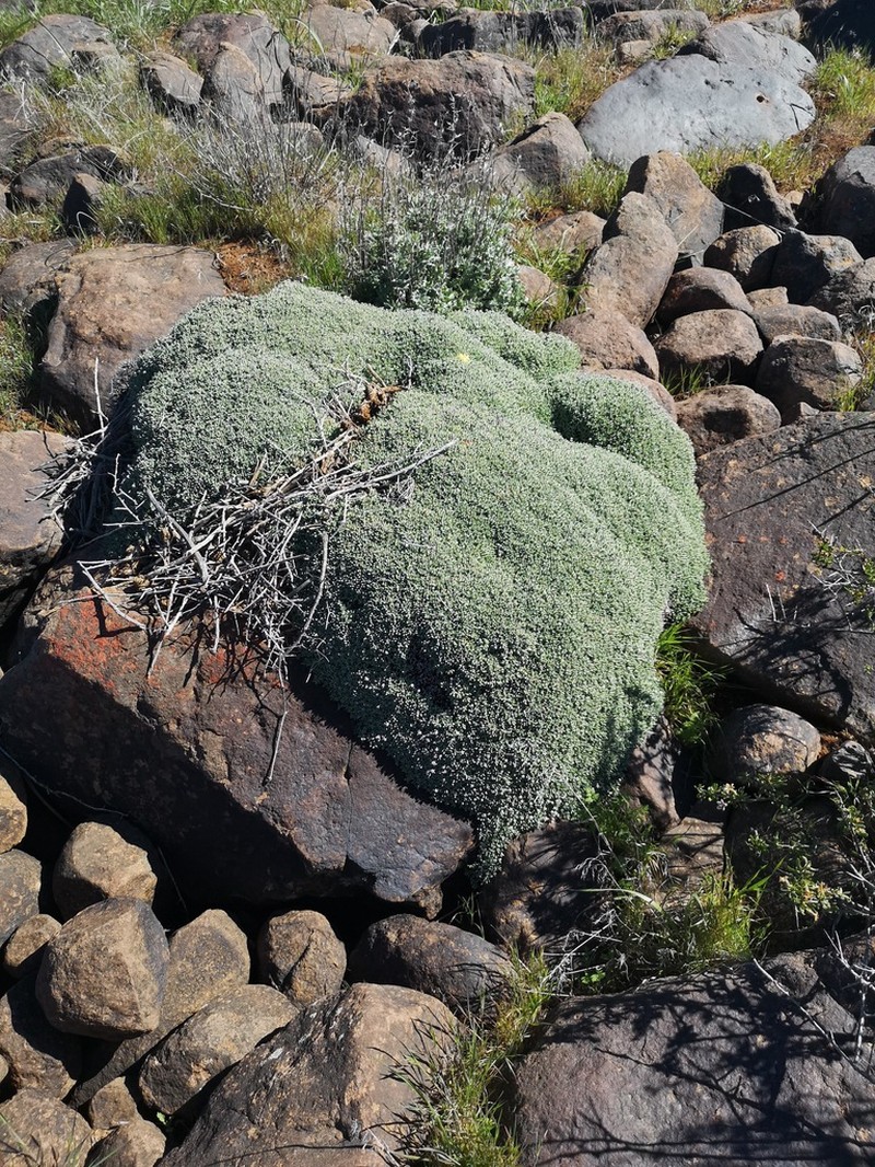 Antimima androsacea photo 3