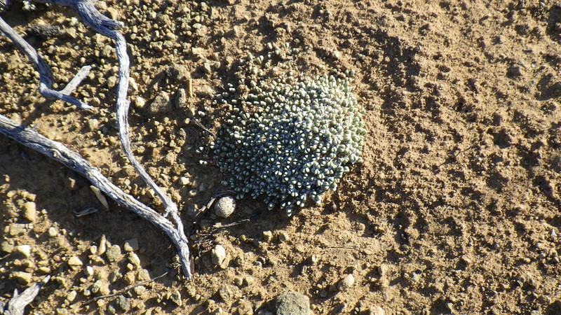 Antimima androsacea photo 4